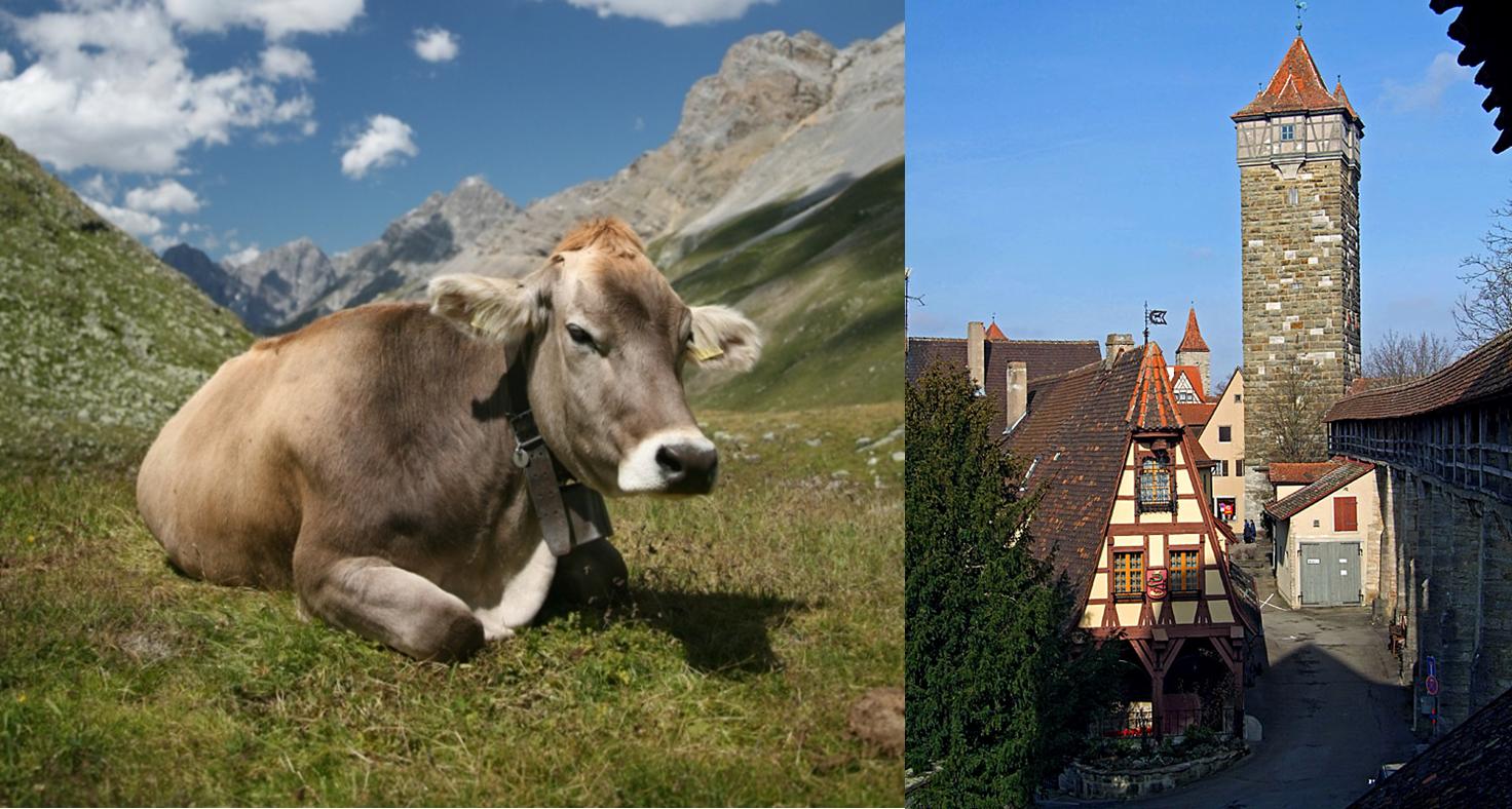 A Swiss Braunvieh cow wearing a cowbell - A_house_near_the_city_walls_of_Rothenburg.png